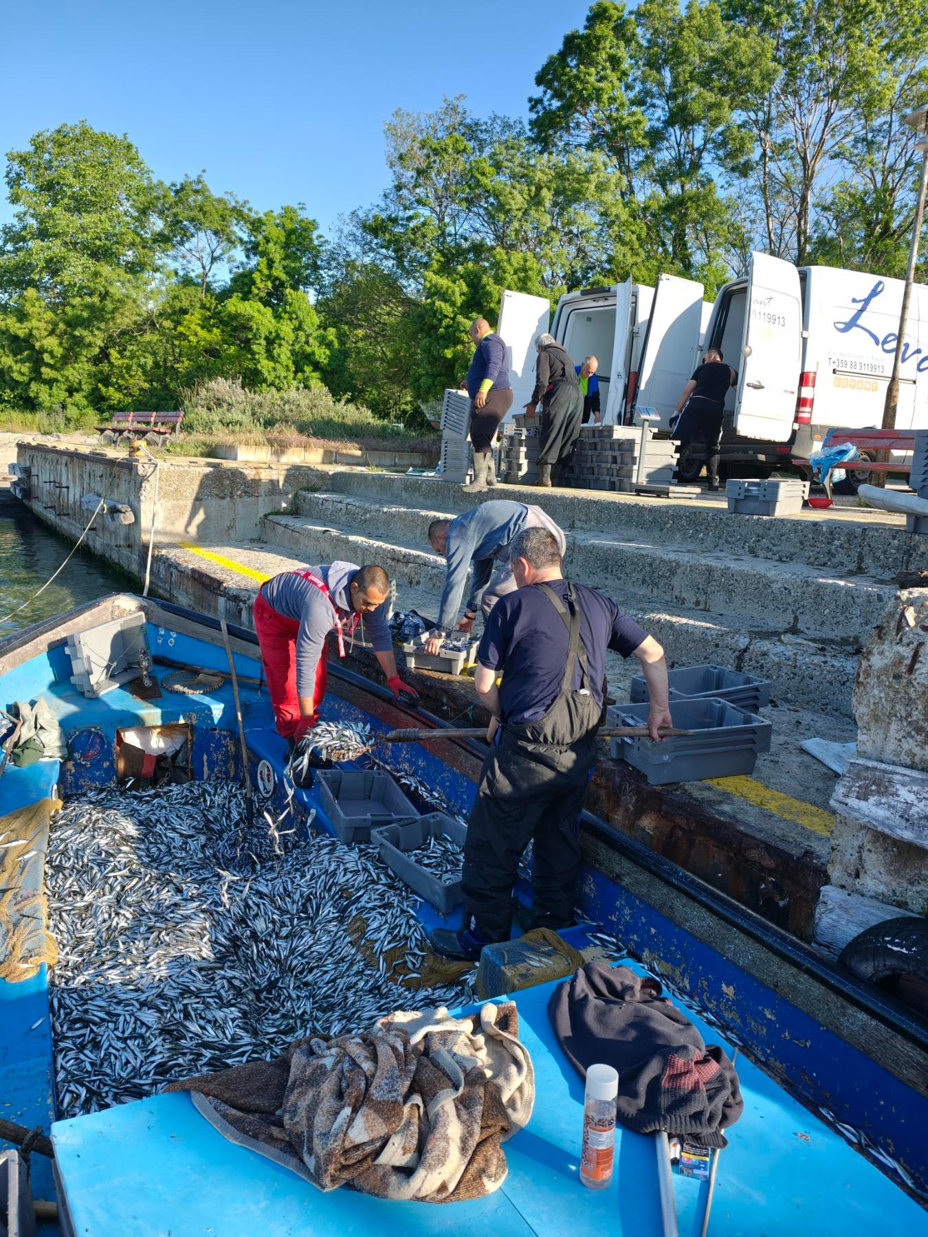 Разтоварване на риба към камиони